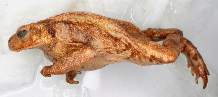 沖縄戦後に米衛生兵が採集して持ち帰ったミヤコヒキガエル 米