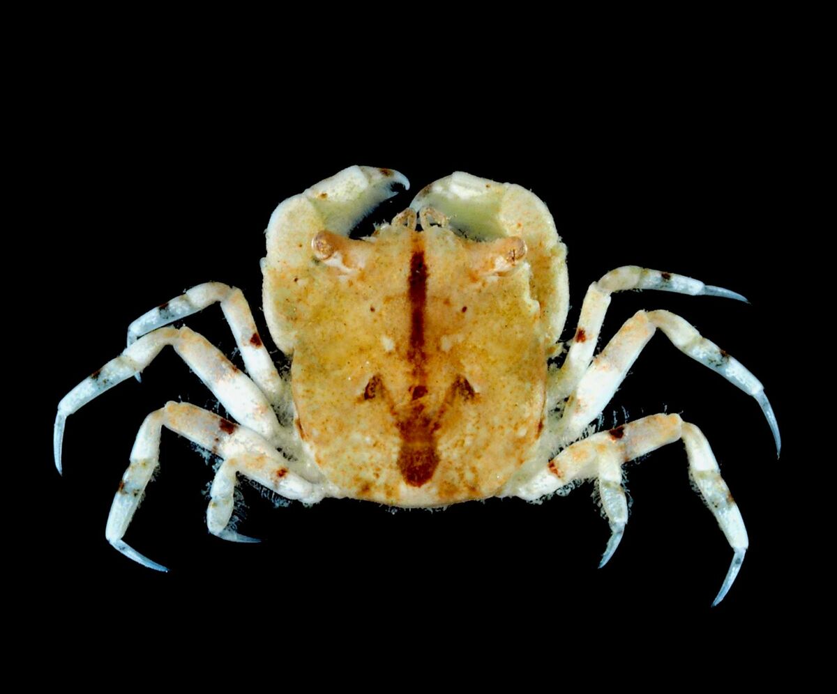 川平湾で新種のカニ／「キメンドロガニ」／県立芸大・千葉博物館 研究