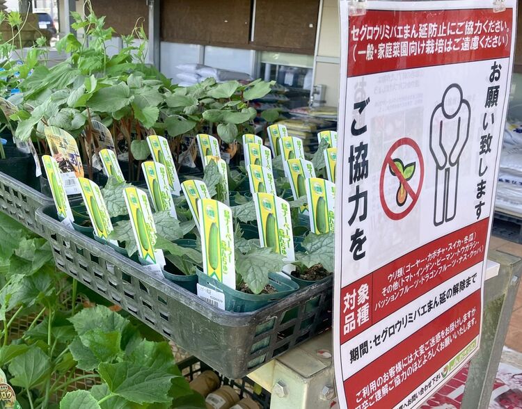 ゴーヤーなどウリ科の種苗の販売を一時停止 害虫セグロウリミバエ防除