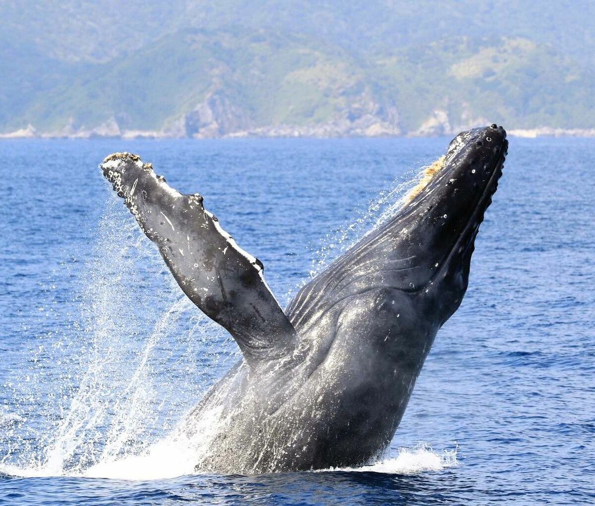 クジラに配慮した観察 探鯨員配置し会える工夫も 来遊数減少で制限