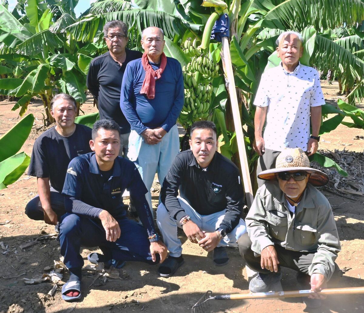 皮ごとぺろり 幻のバナナ・グロスミッチェル 糖度20度超、もっちり