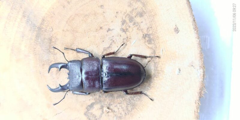 ダイトウヒラタクワガタ | おきなわいきものナビ