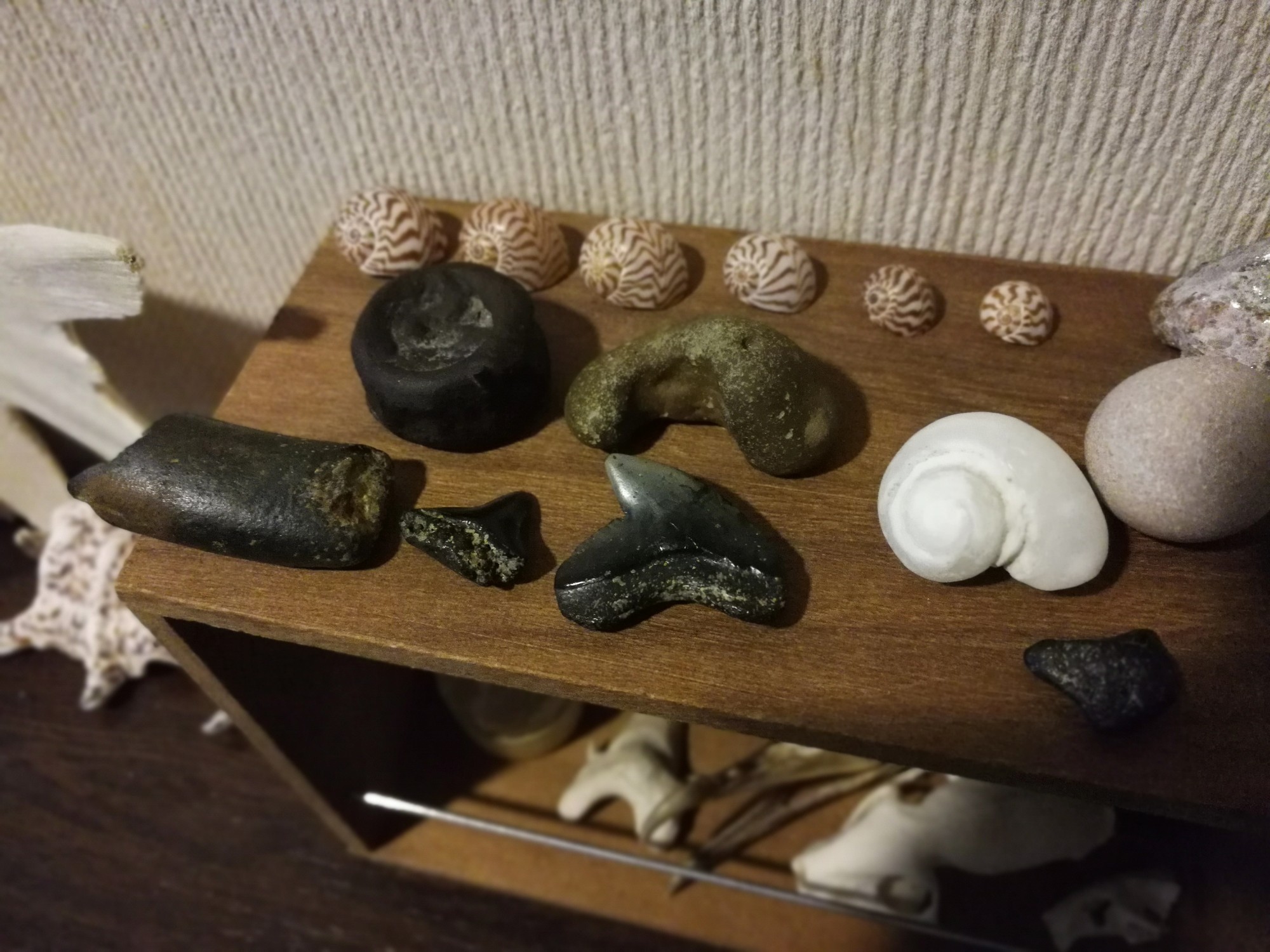 海で化石を探してサメの歯の化石を見つけた。 | かまんかまんぬ沖縄暮らし