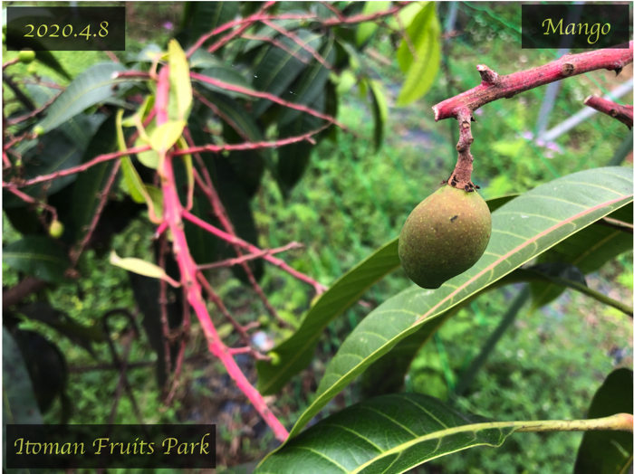 マンゴー栽培6】マンゴーの摘果のメリットと，間引く果実を選ぶ基準