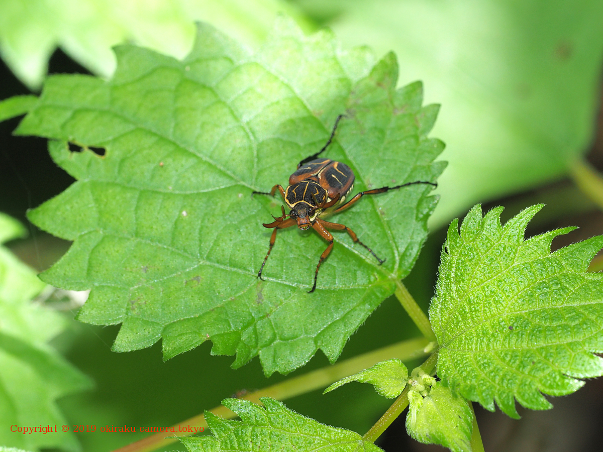 オオトラフハナムグリとヒゲブトハナムグリ | 東京お気楽カメラ