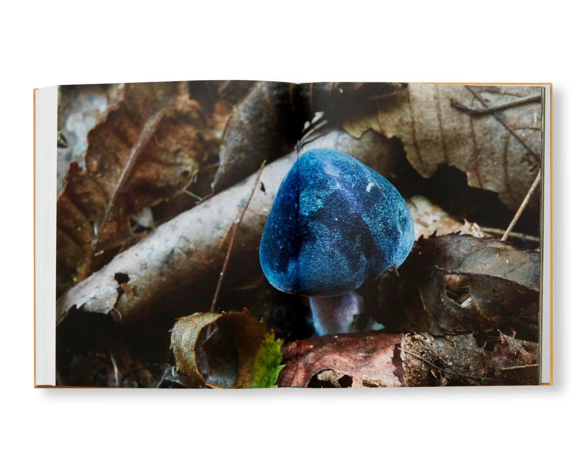 A DIM COZY ROOM：大竹茂夫 | OIL - 現代アート・絵画の販売・通販