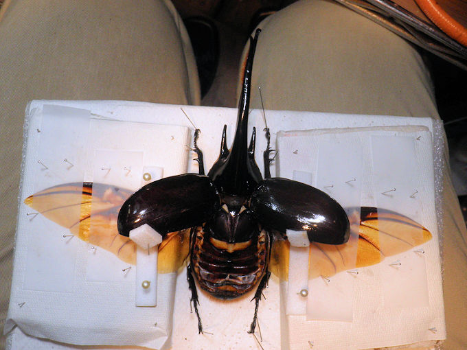 大型のネプチューンオオカブト飛翔標本の製作依頼がありました