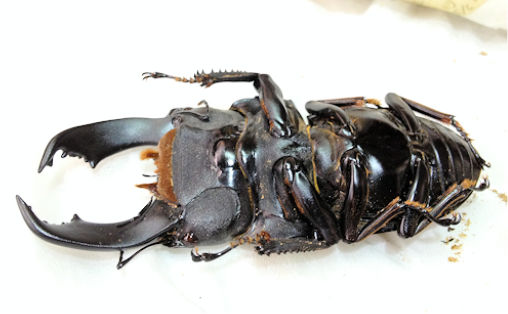 クワガタ、カブトムシ 昆虫標本を作る｜素人のための標本修復 教室