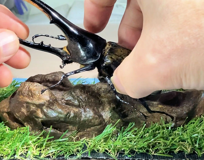 深型ケース＋造形流木R-01の組み合わせによるパターンQジオラマ標本