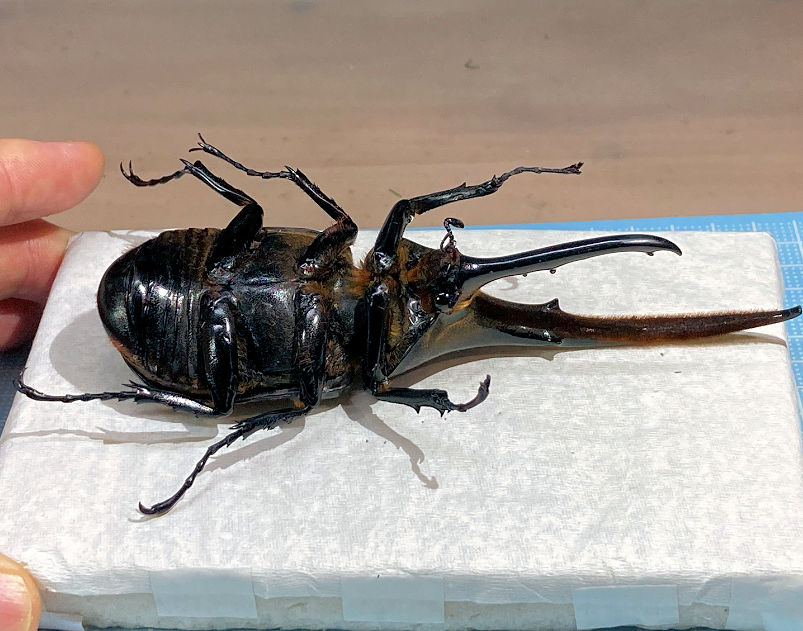 深型ケース＋造形流木R-01の組み合わせによるパターンQジオラマ標本