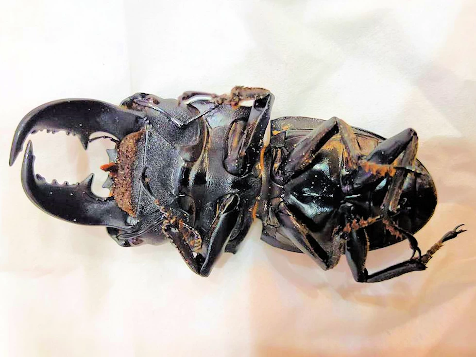 加工前標本を死んですぐに腐らせないよう処置する重要性と注意点