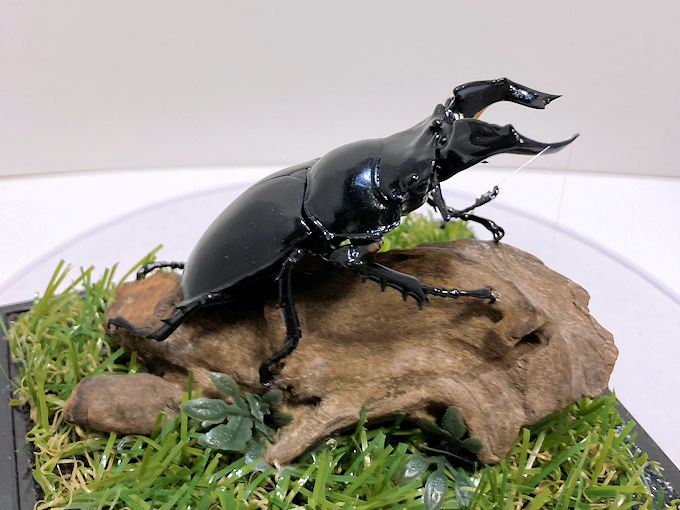 昆虫標本 | オオクワ京都昆虫館 クワガタ カブトムシ 昆虫標本 昆虫