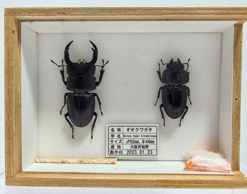 標本製作依頼パターンK | オオクワ京都昆虫館