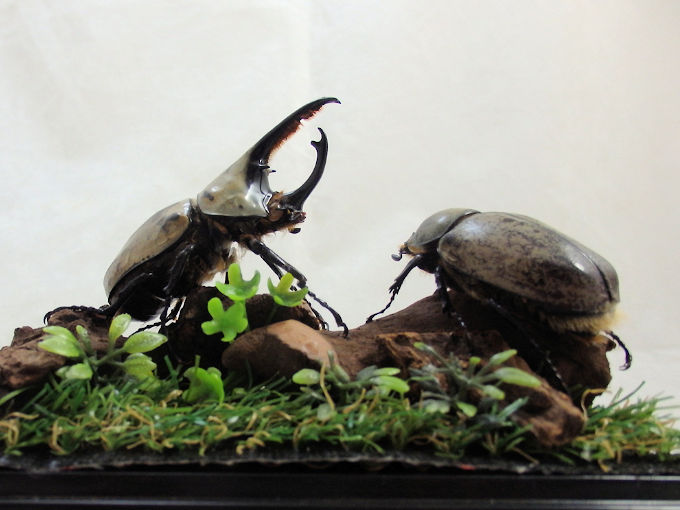 グラントシロカブト♂69＋♀51(ジオラマ標本) | オオクワ京都昆虫館