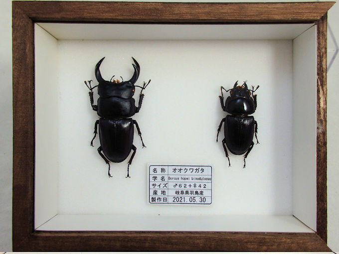 オオクワガタ♂62＋♀42（クワガタ標本） | オオクワ京都昆虫館
