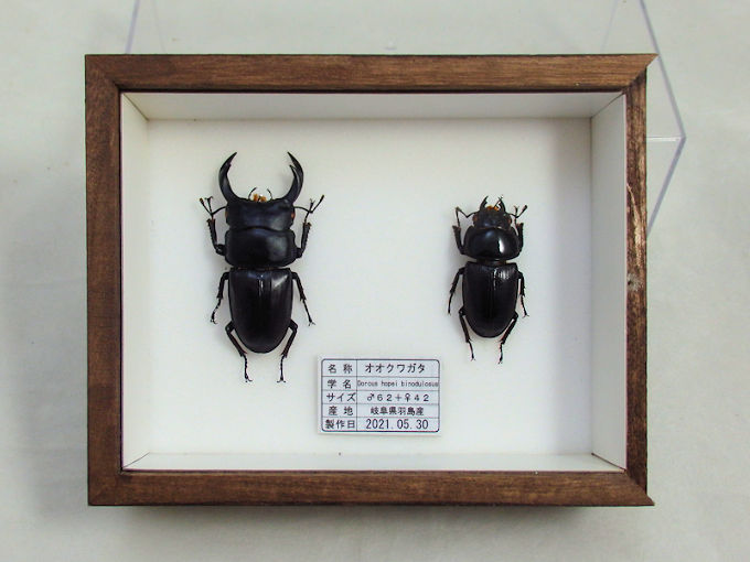 オオクワガタ♂62＋♀42（クワガタ標本） | オオクワ京都昆虫館