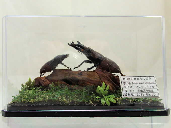 オオクワガタ♂76＋♀45（ジオラマ標本） | オオクワ京都昆虫館