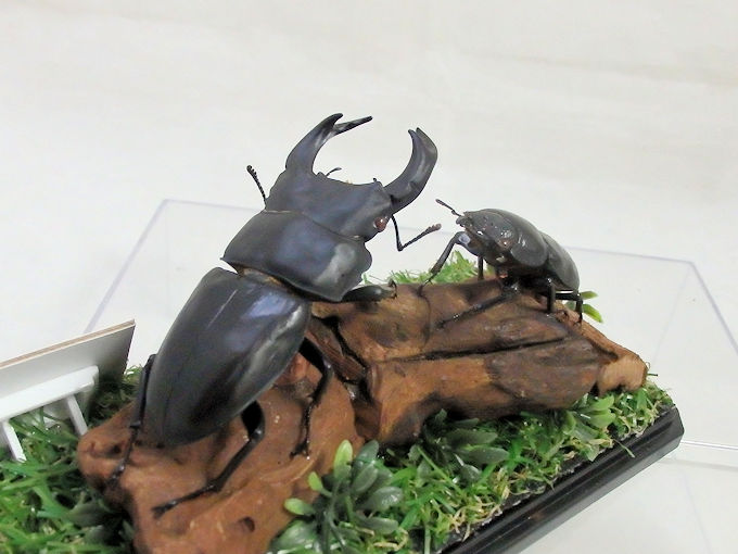オオクワガタ♂76＋♀45（ジオラマ標本） | オオクワ京都昆虫館