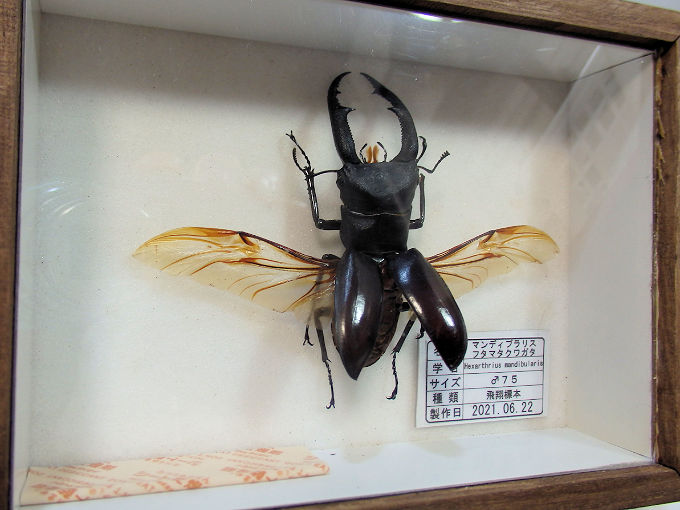 マンディブラリスフタマタ♂75（飛翔標本） | オオクワ京都昆虫館