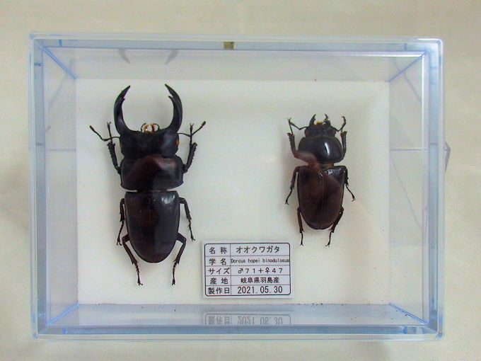 オオクワガタ♂71＋♀47（クワガタ標本） | オオクワ京都昆虫館