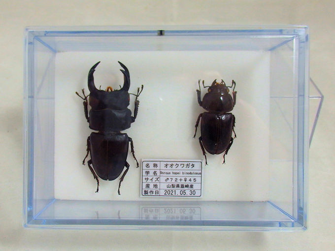 オオクワガタ♂72＋♀45（クワガタ標本） | オオクワ京都昆虫館