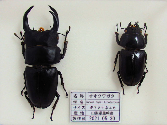 オオクワガタ♂72＋♀45（クワガタ標本） | オオクワ京都昆虫館