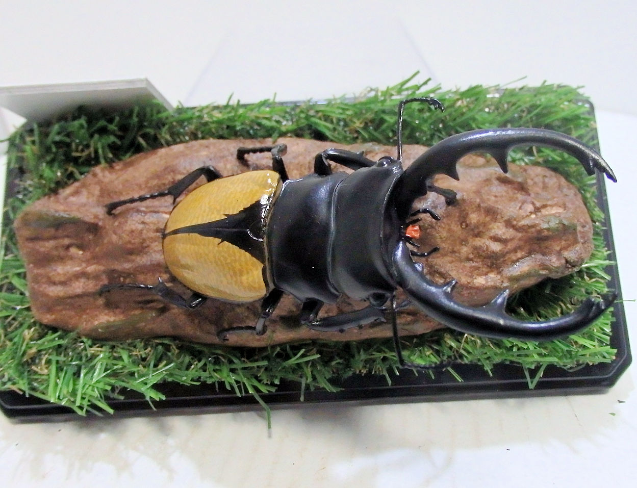 ブルマイスターツヤクワガタ♂92mmレプリカ標本 | オオクワ京都昆虫館