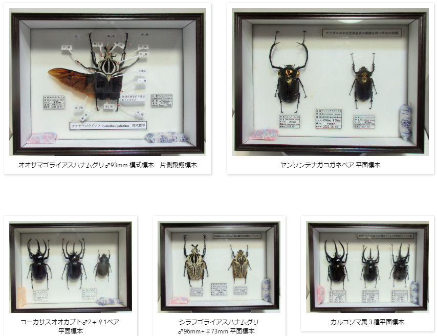 ドイツ標本箱（小）各種平面標本 5点セット（10） | オオクワ京都昆虫