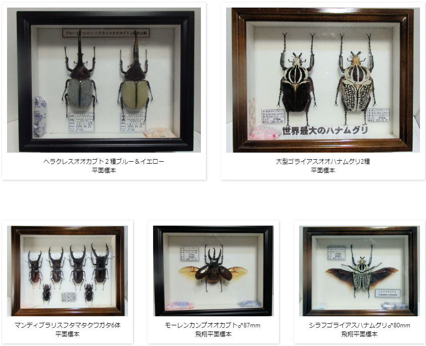 DHヘラクレスオオカブト♂152mm 飛翔標本 | オオクワ京都昆虫館