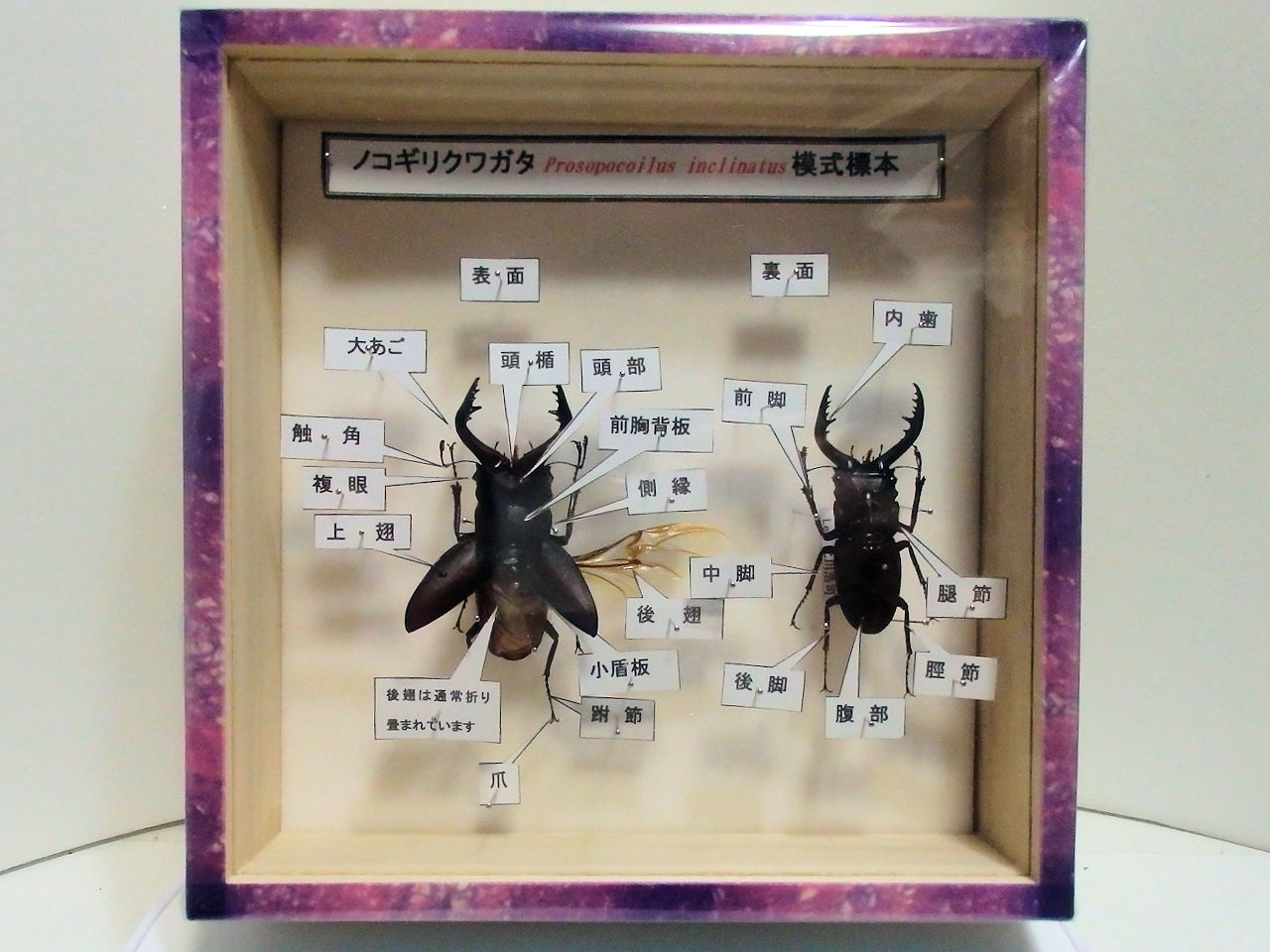 平面標本 20種、4つのパターンで構成したお得なレンタルセット