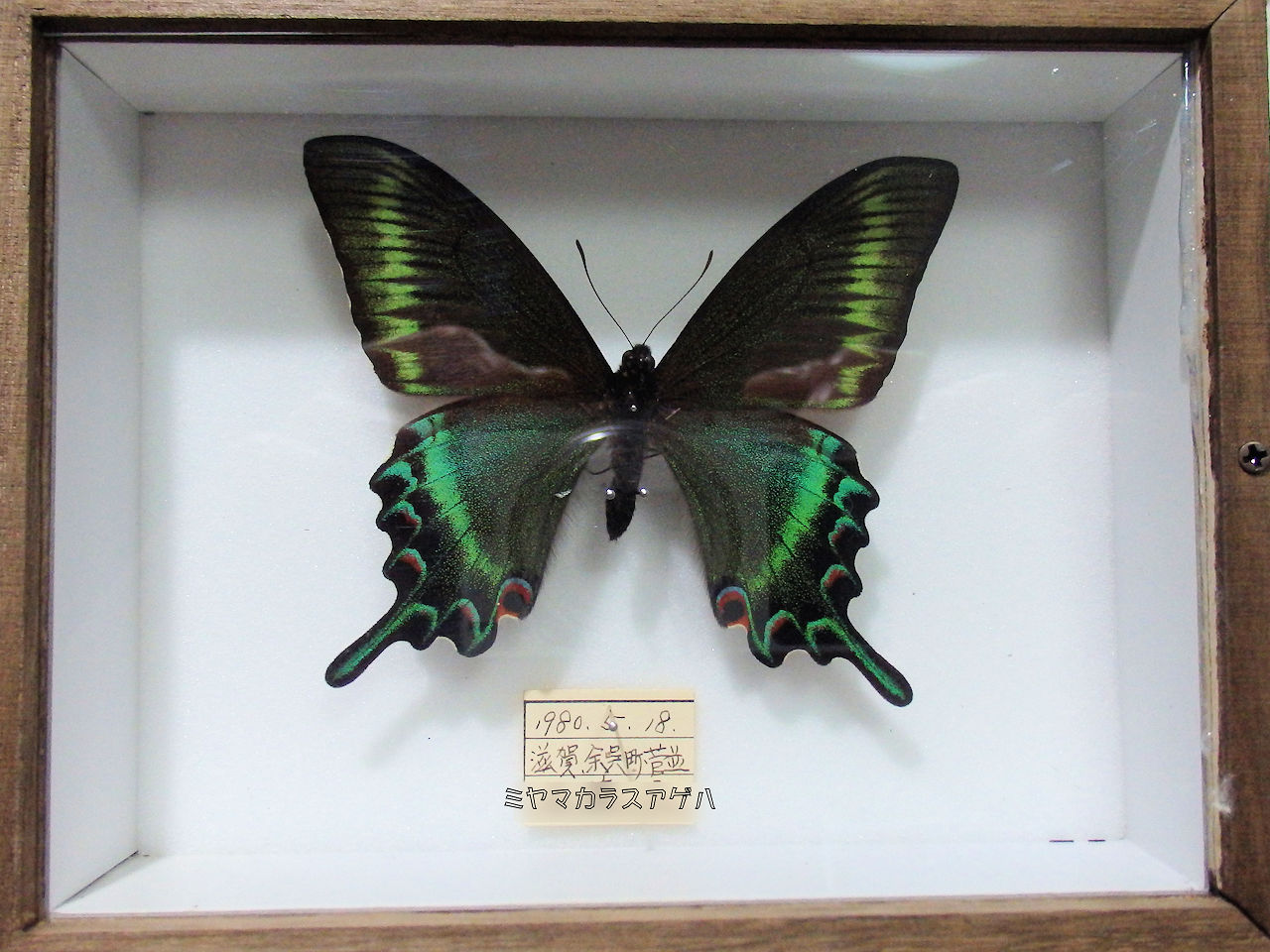 パターンA 簡易木製標本箱 平面標本5点セット04 | オオクワ京都昆虫館