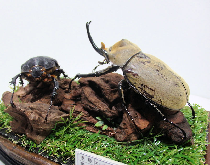 エレファスゾウカブト♂95mm,♀67mm ジオラマ標本 | オオクワ京都昆虫