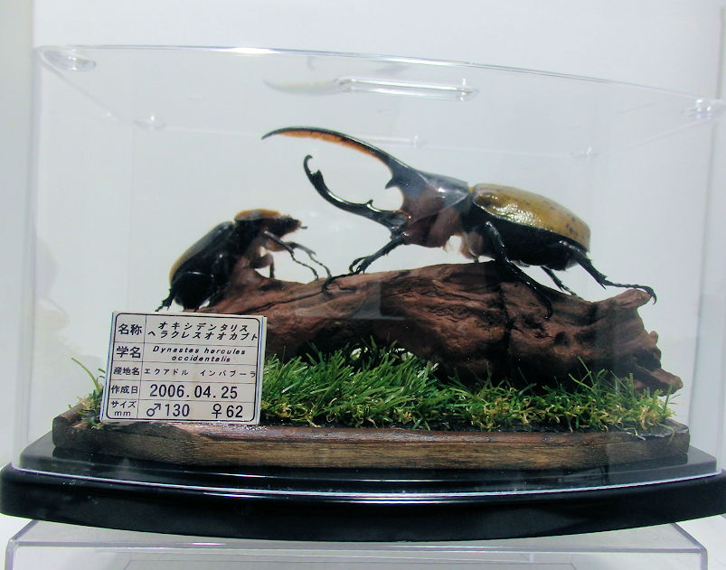 オキシデンタリスヘラクレスオオカブト♂130mm,♀62mm ジオラマ標本