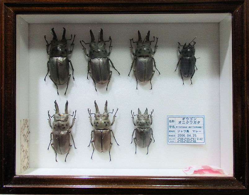 標本20種類 ⇒カブトムシ、クワガタ、蝶などで 構成したお得なレンタル