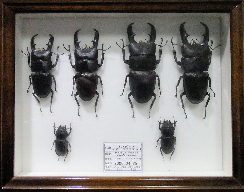 標本20種類 ⇒カブトムシ、クワガタ、蝶などで 構成したお得なレンタル