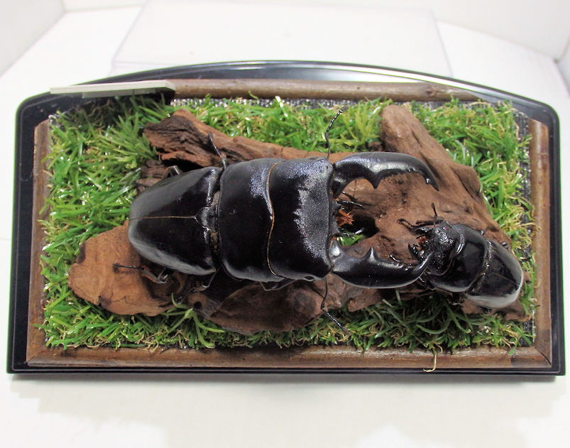 スマトラオオヒラタクワガタ♂101mm,♀53mm ジオラマ標本 | オオクワ