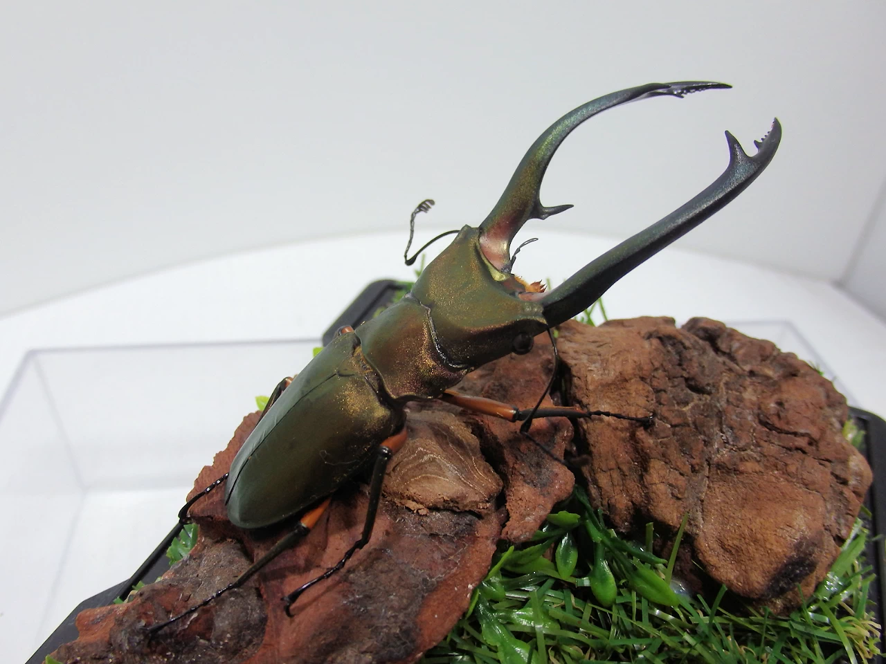 エラフスホソアカクワガタ♂83mm ジオラマ標本 | オオクワ京都昆虫館