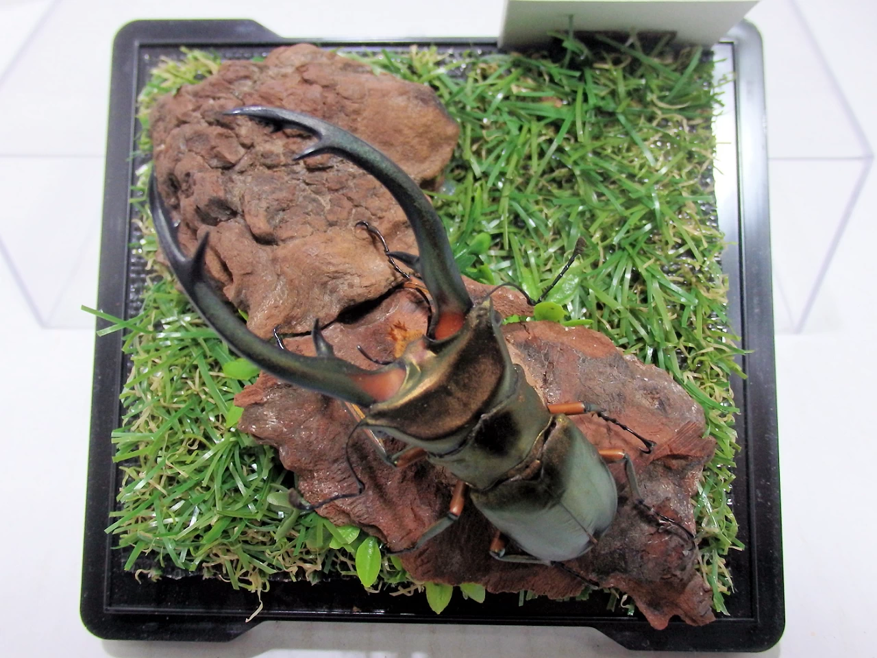 エラフスホソアカクワガタ♂83mm ジオラマ標本 | オオクワ京都昆虫館