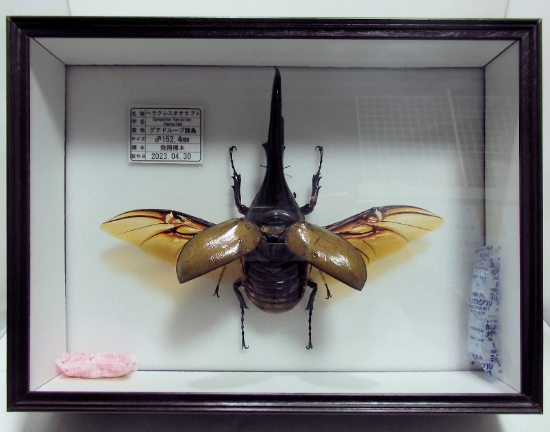 DHヘラクレスオオカブト♂152mm 飛翔標本 | オオクワ京都昆虫館
