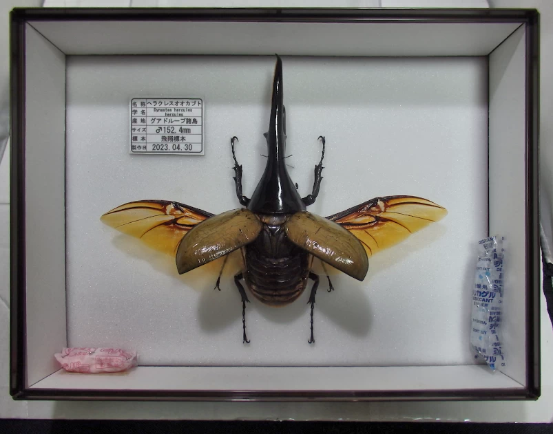 DHヘラクレスオオカブト♂152mm 飛翔標本 | オオクワ京都昆虫館