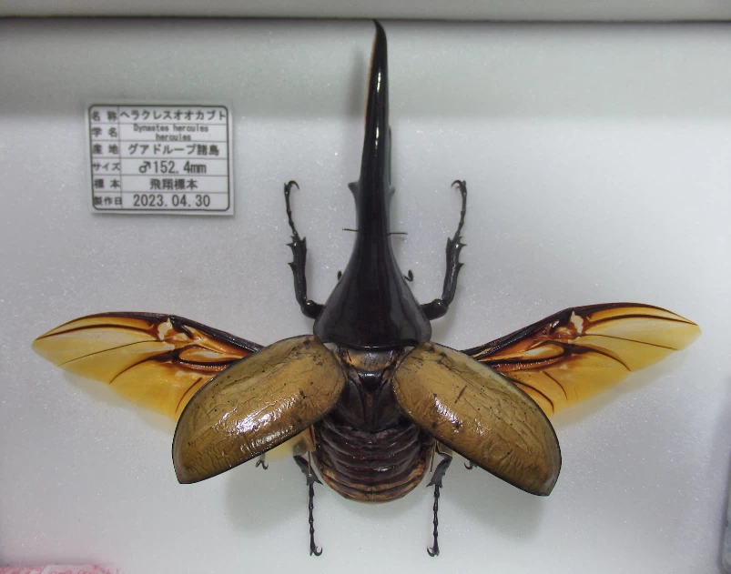 DHヘラクレスオオカブト♂152mm 飛翔標本 | オオクワ京都昆虫館