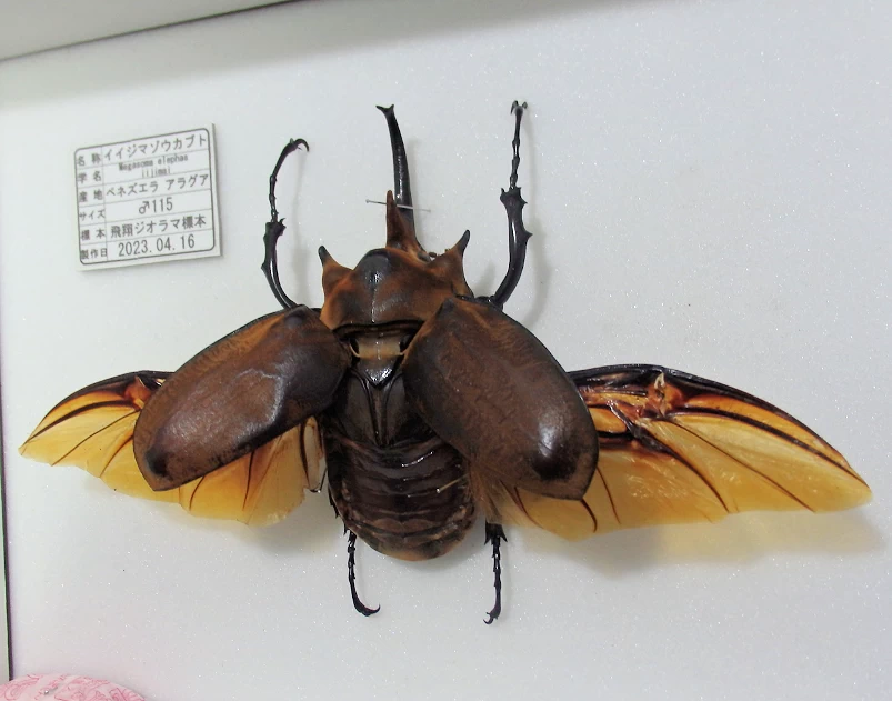 イイジマゾウカブト♂115mm 飛翔標本 | オオクワ京都昆虫館 レンタル