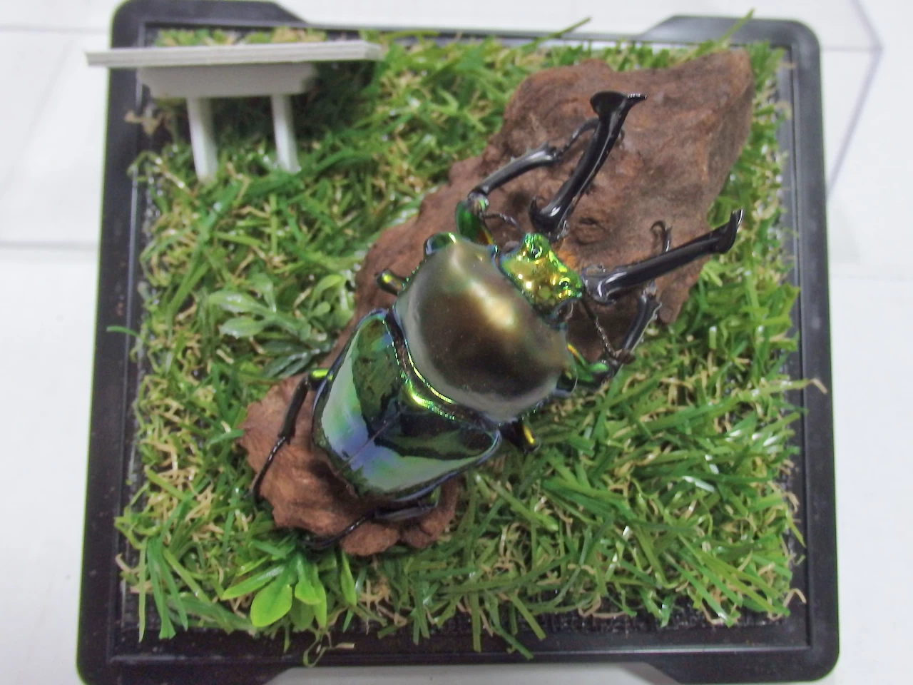 希少度① | オオクワ京都昆虫館 レンタル商品サイト