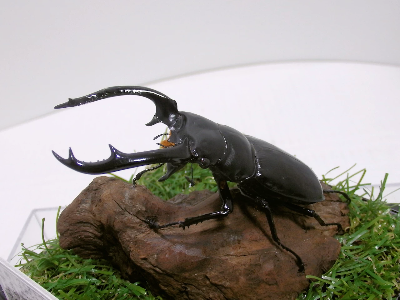 ウエストウッディオオシカクワガタ♂81mm ジオラマ標本 | オオクワ京都