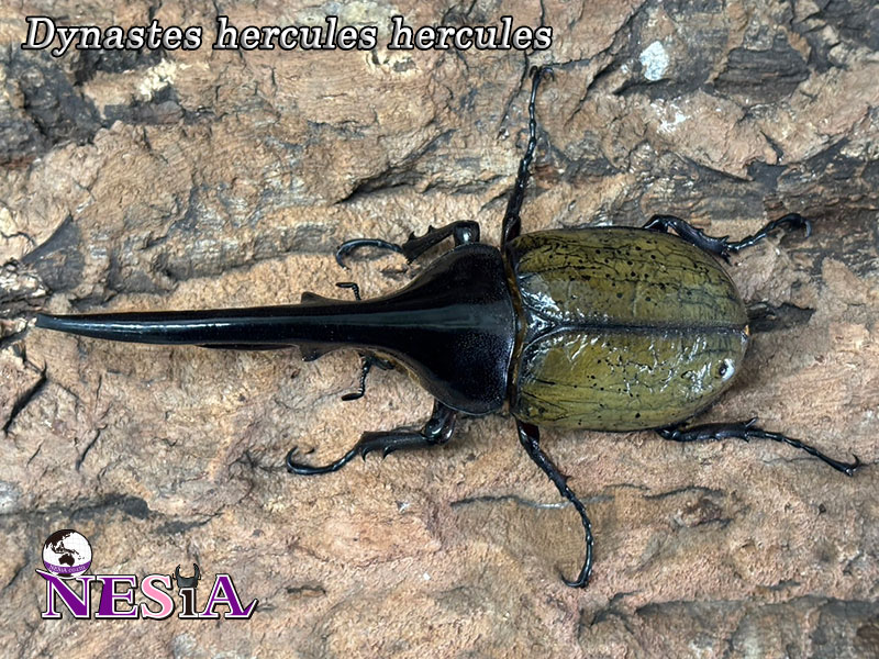 NESiA ONLINE SHOP / 【成虫ペア】ヘラクレスヘラクレスオオカブト
