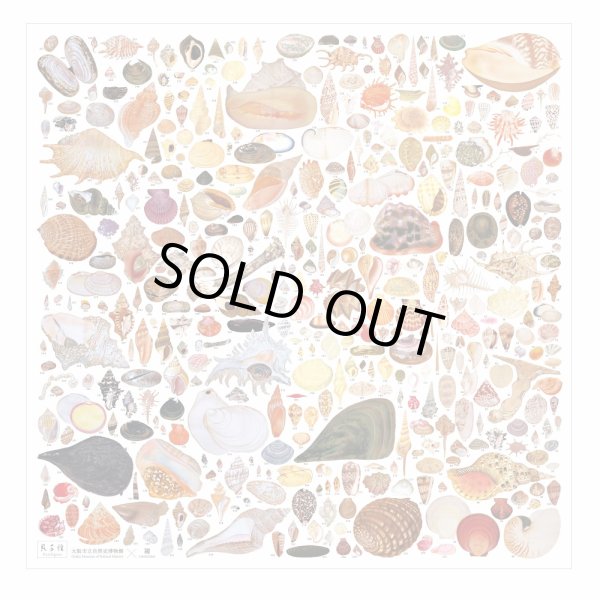 貝千種」風呂敷 - 大阪市立自然史博物館友の会ネットショップ
