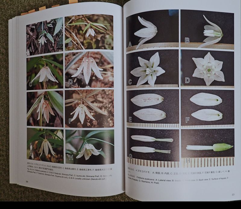 ユリ科コバイモ - 大阪市立自然史博物館友の会ネットショップ