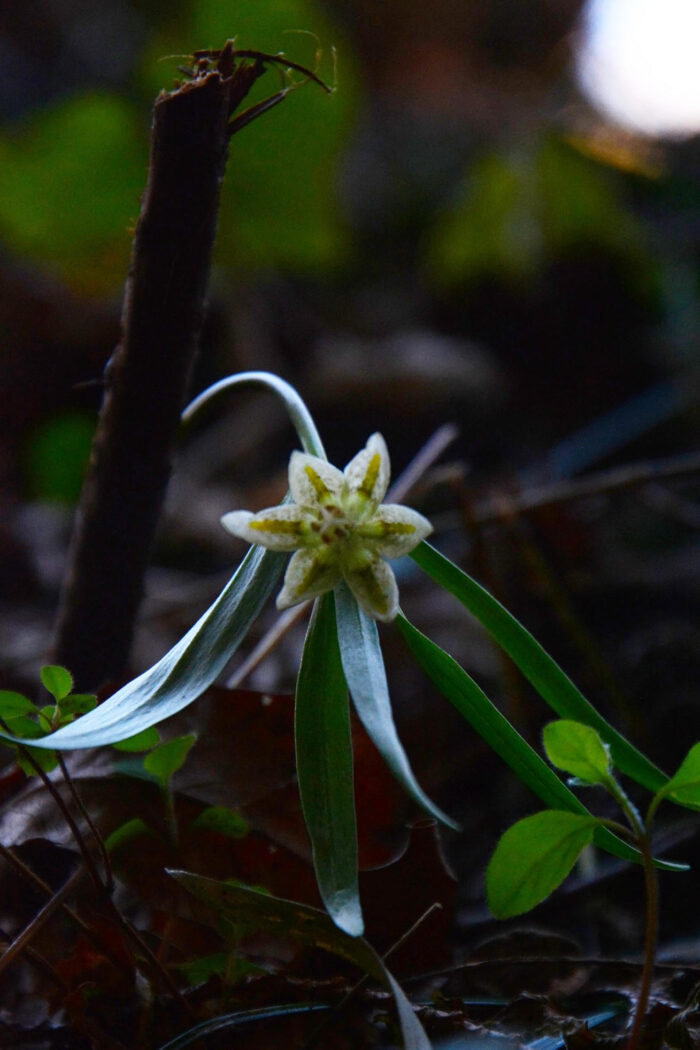 カイコバイモとコシノコバイモ咲く |