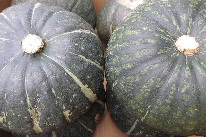沖縄県産 フルーツ 島野菜 南瓜 pumpkin