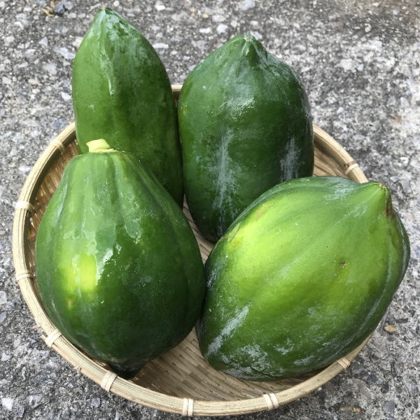 沖縄県産 フルーツ 青パパイア papaya
